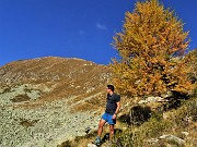 59 Larice solitario splendente d'autunno con vista sul Valegino